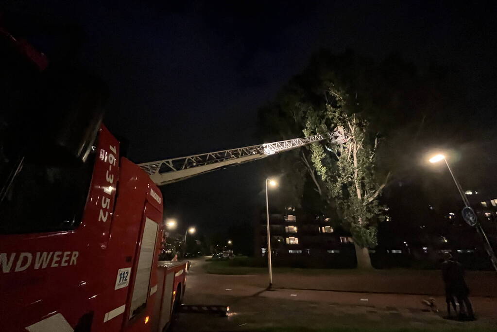 Brandweer ingezet voor loshangende takken