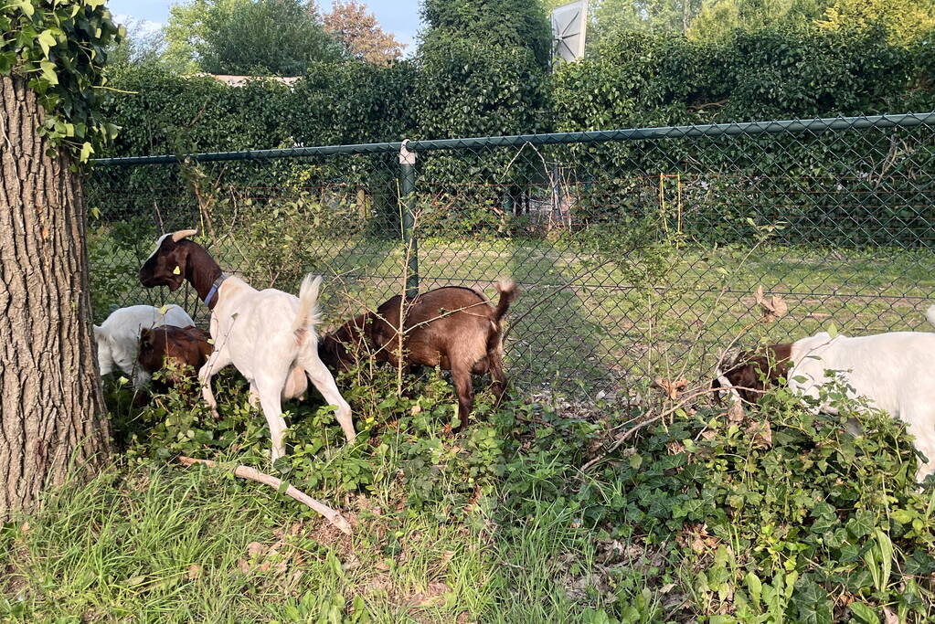 Politie ingezet voor losgebroken geiten
