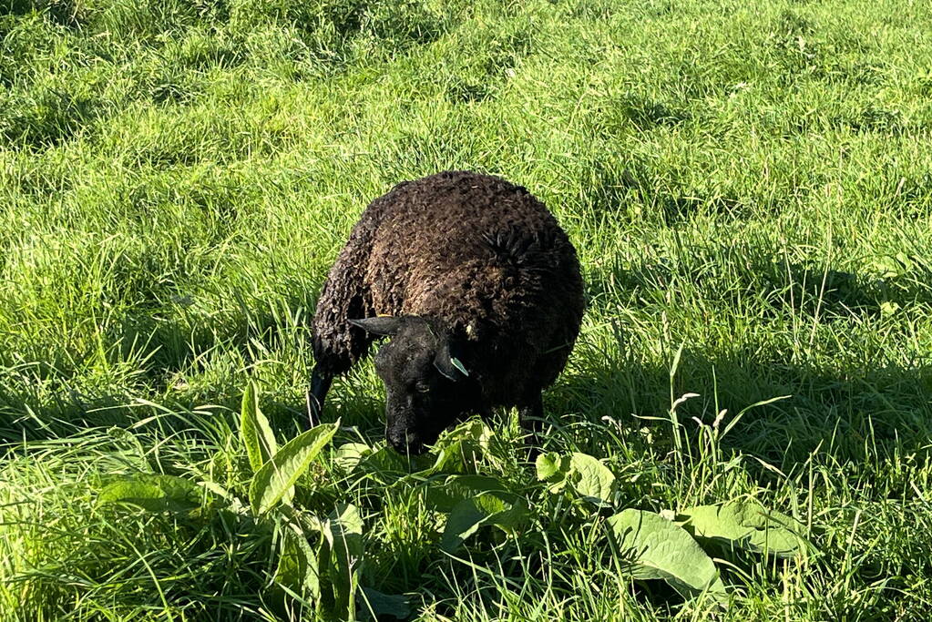 Schaap uit sloot gered door brandweer