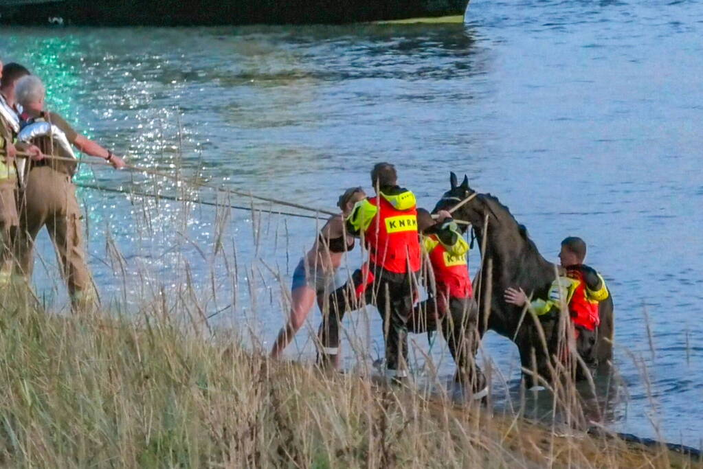 Hulpdiensten ingezet nadat paard verkoeling zoekt in Westerschelde