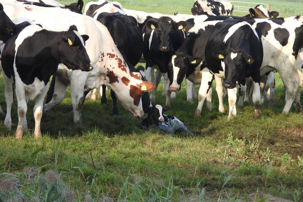 Pasgeboren kalfje belandt in sloot