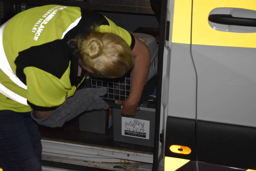 Steenuil vast in schoorsteen