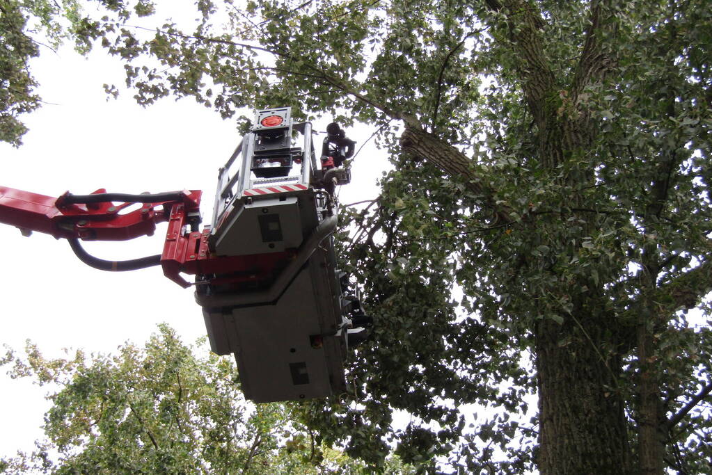 Loshangende tak dreigt te vallen