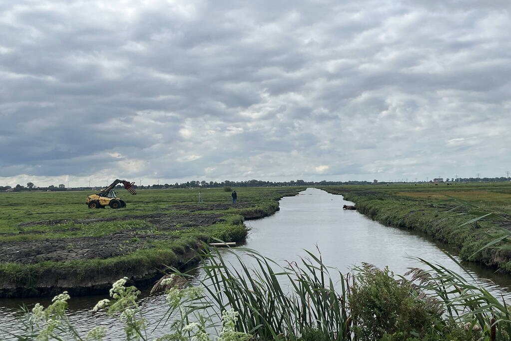 Koe belandt in sloot