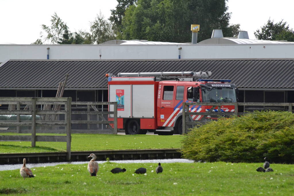 Brandweer ingezet voor te water geraakt paard