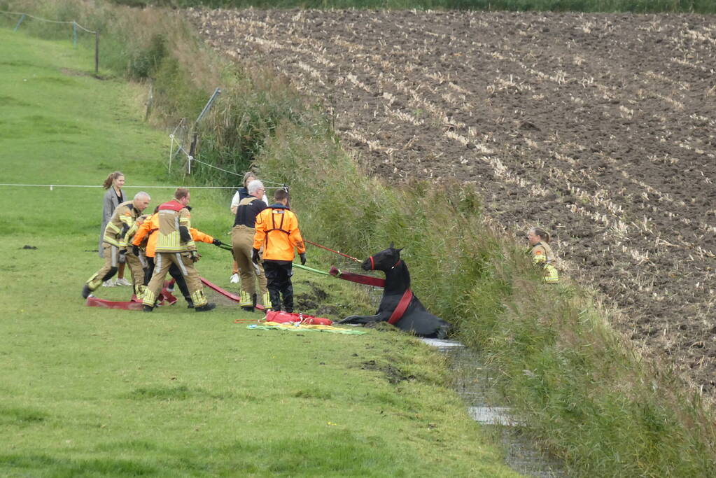 Paard gered uit sloot door brandweer