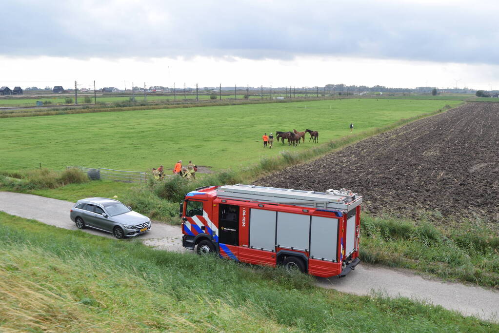 Paard gered uit sloot door brandweer