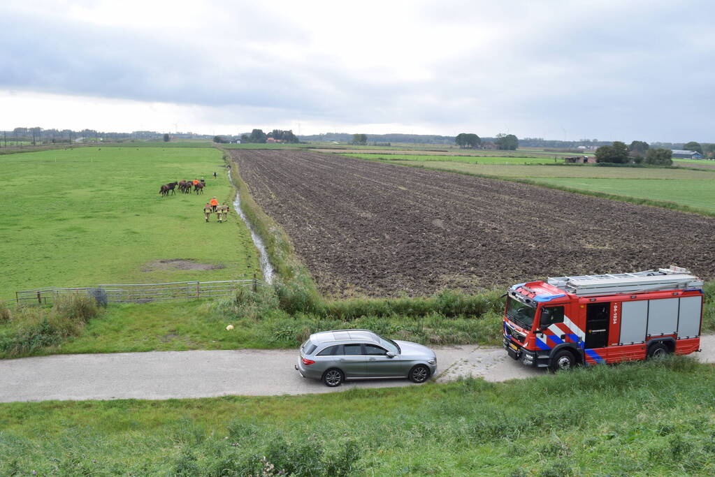 Paard gered uit sloot door brandweer