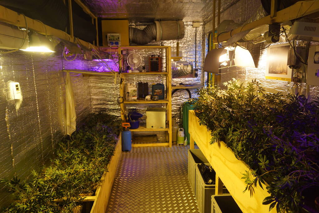 Levensechte hennepkwekerij in centrum