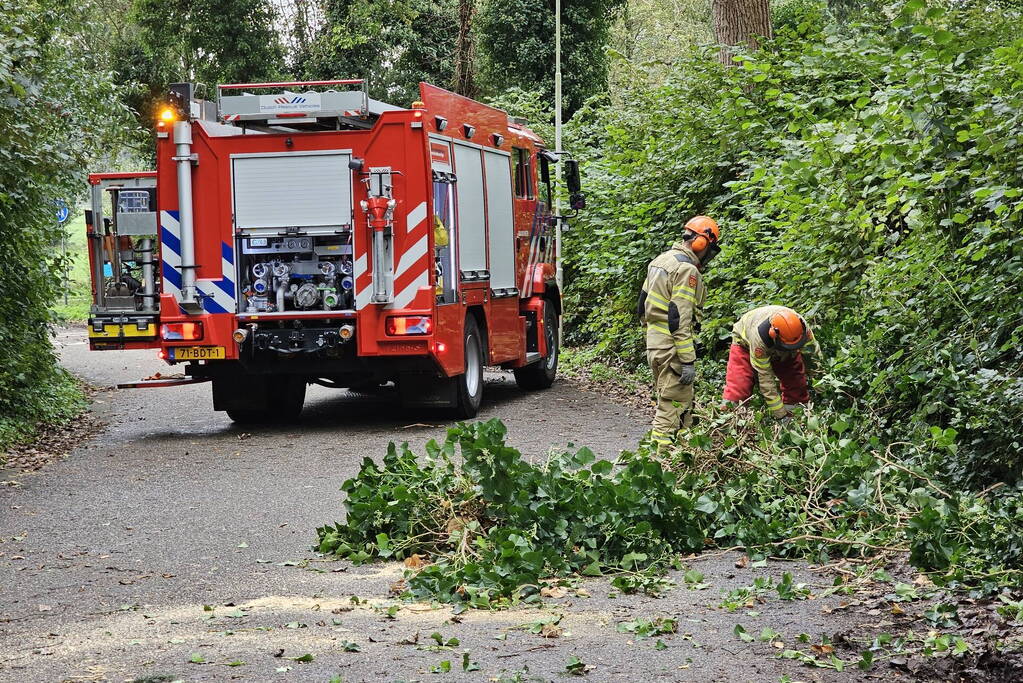 Grote berkentak verspert rijbaan