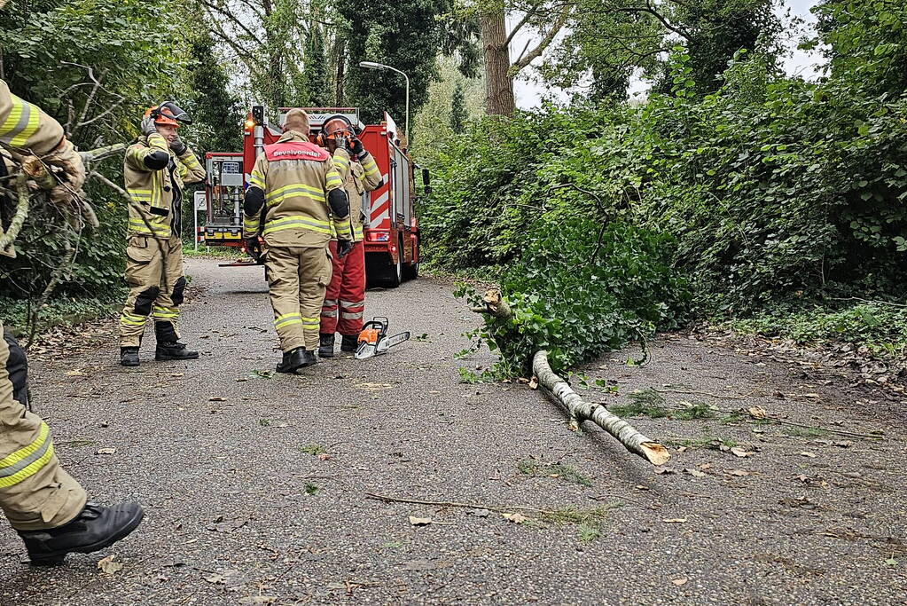 Grote berkentak verspert rijbaan