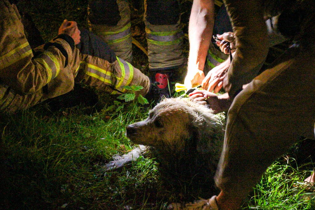 Hond door brandweer uit sloot gered