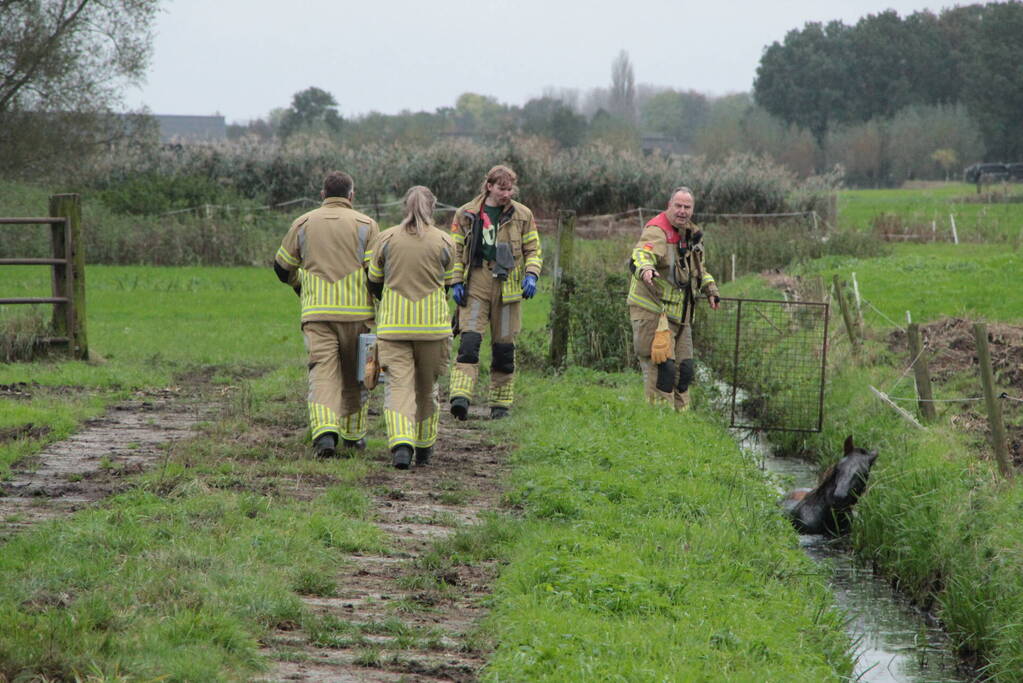Brandweer en omstanders halen paard uit water