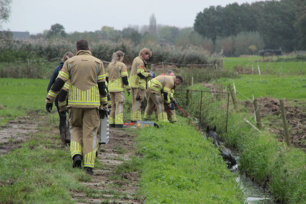 Brandweer en omstanders halen paard uit water