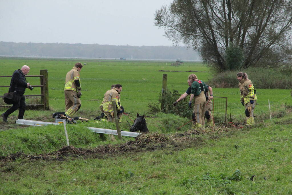 Brandweer en omstanders halen paard uit water