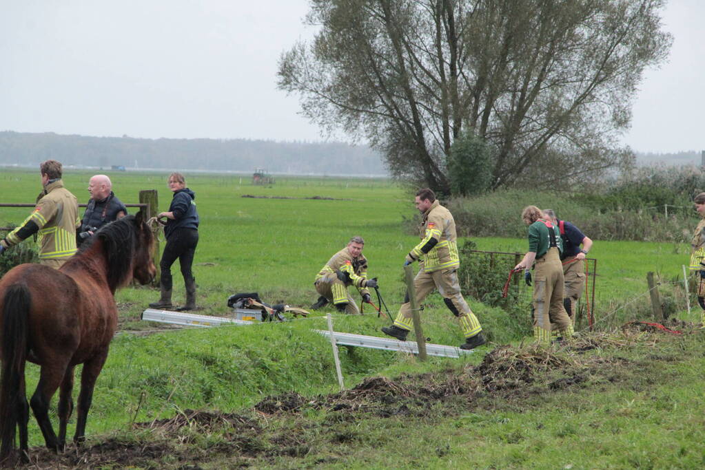 Brandweer en omstanders halen paard uit water
