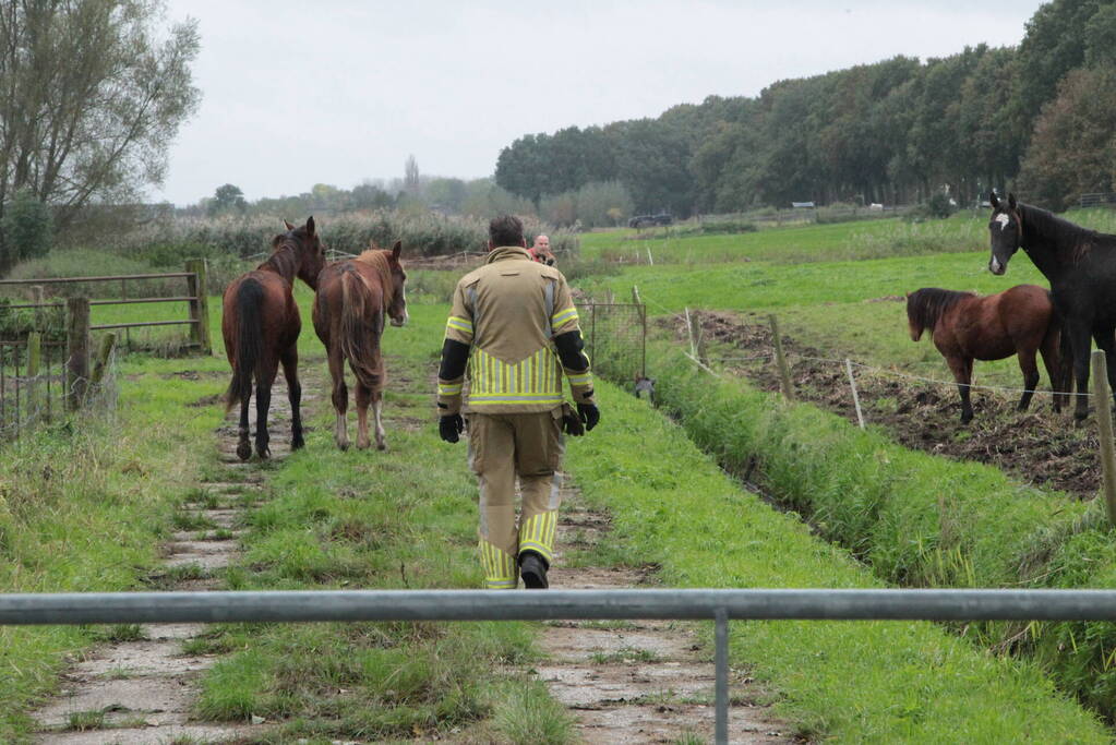 Brandweer en omstanders halen paard uit water