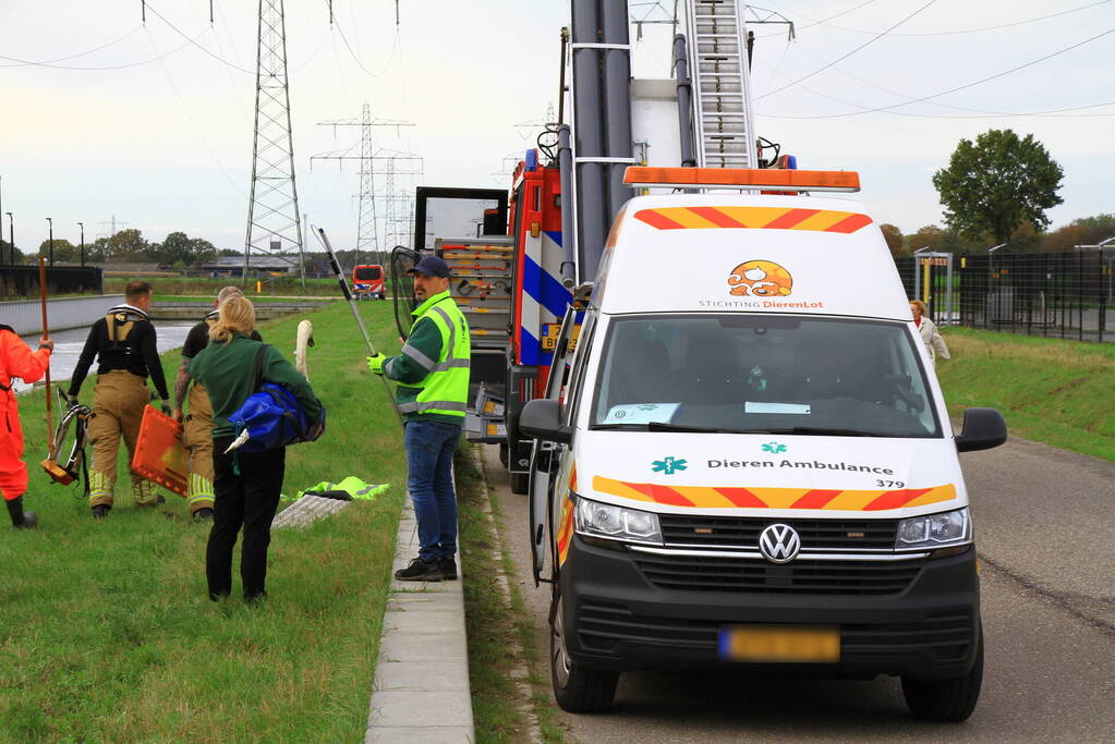 Bloedende zwaan houdt hulpdiensten bezig
