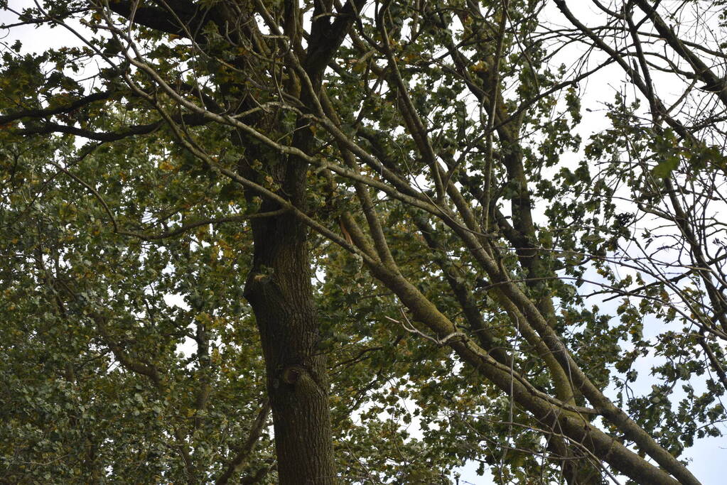 Meerdere bomen over de provinciale weg