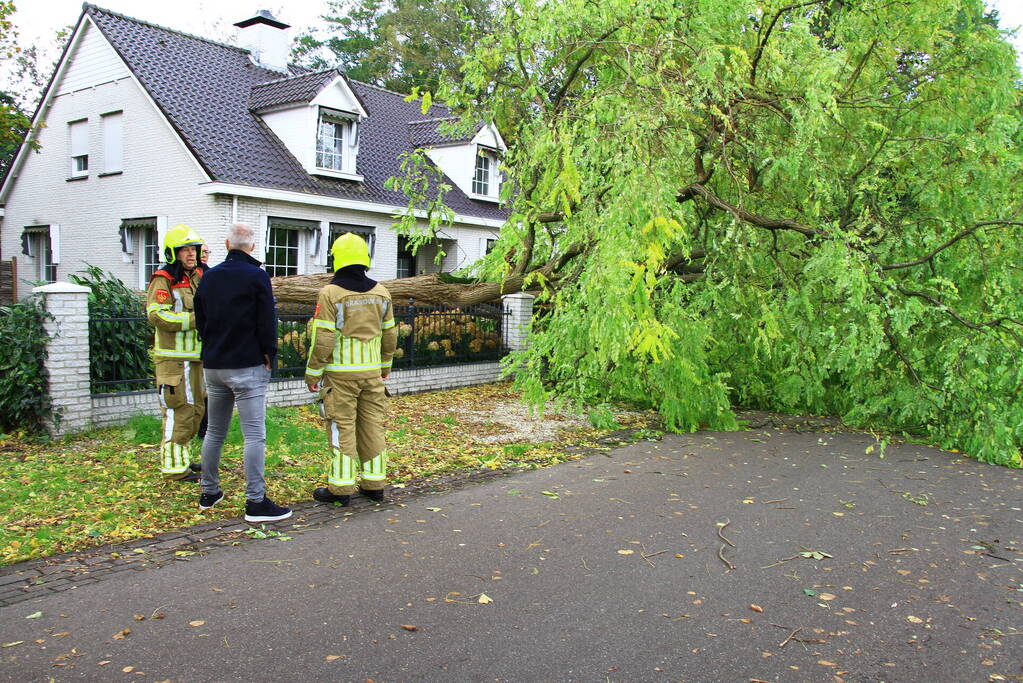 Dikke boom omgewaaid door storm