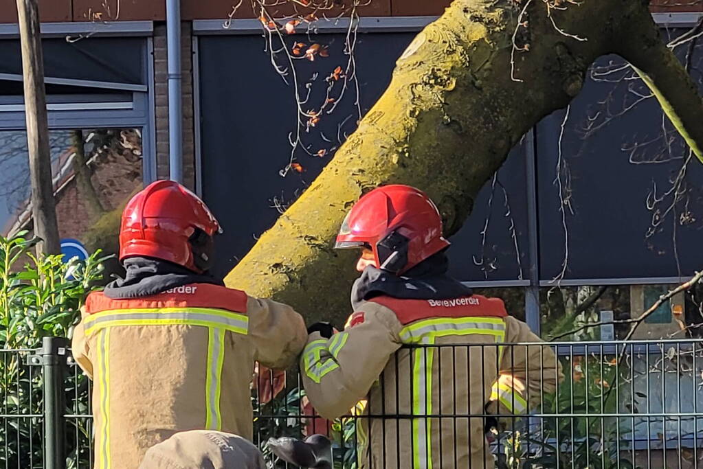 Hek beschadigd door omgevallen boom