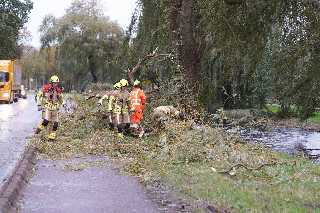 Grote tak breekt uit boom
