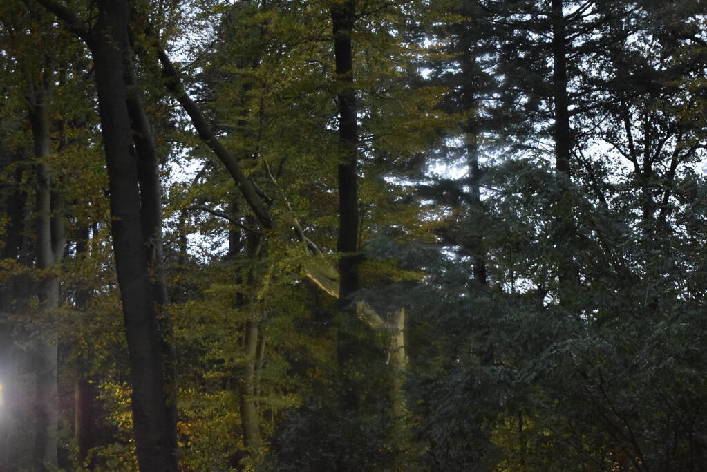 Boom dreigt op weg te vallen