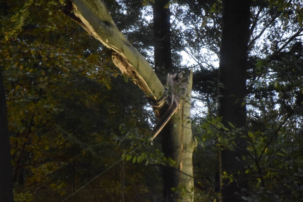 Boom dreigt op weg te vallen