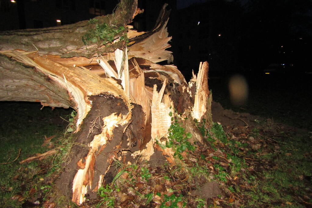 Auto zwaar beschadigd door omgevallen boom