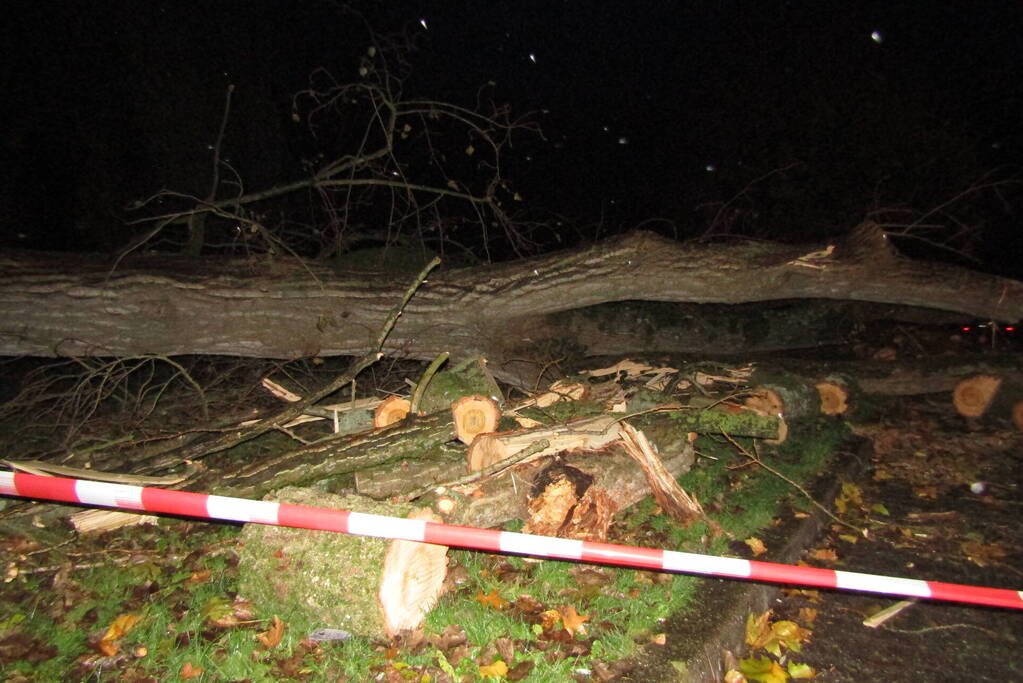 Auto zwaar beschadigd door omgevallen boom