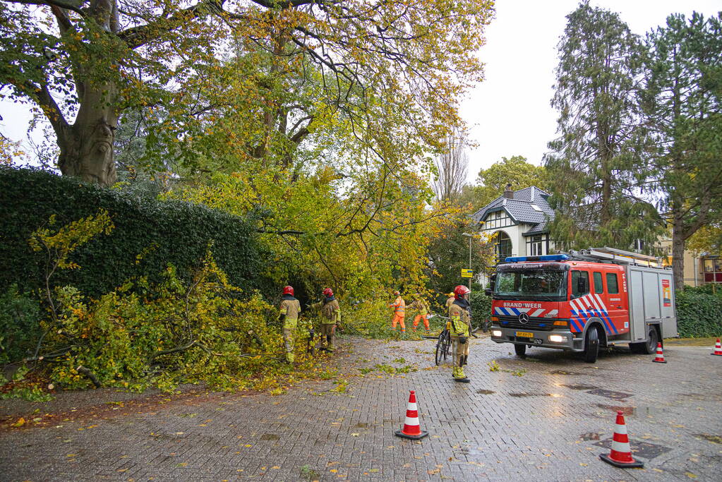 Grote boom waait om door storm