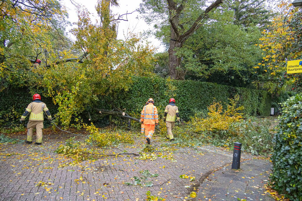 Grote boom waait om door storm