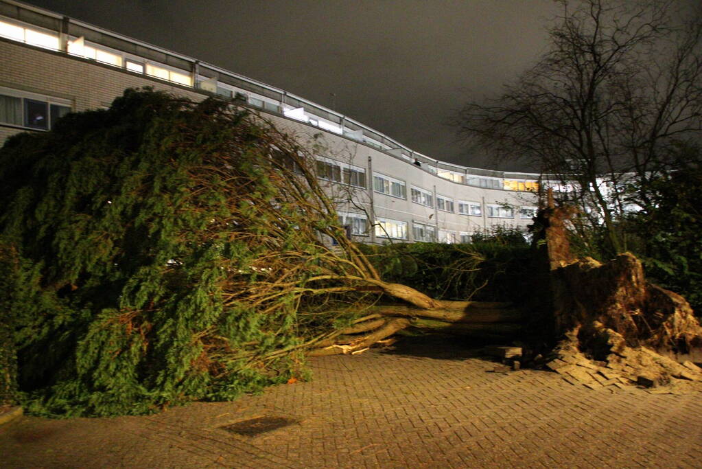 Gigantische boom valt om voor ingang van gebouw
