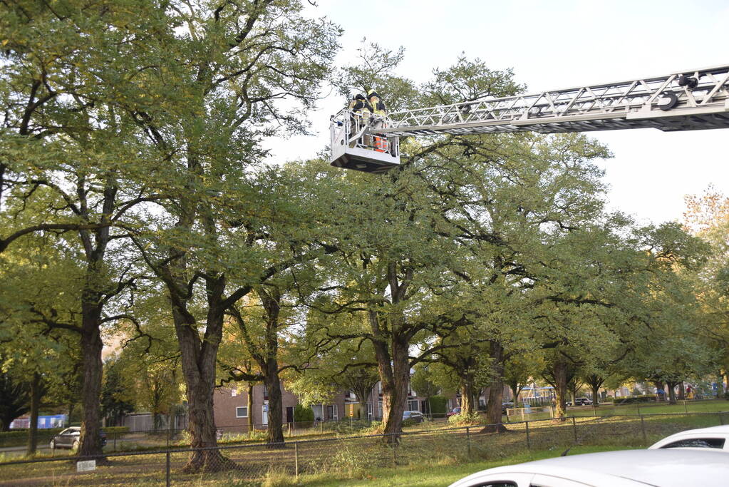 Brandweer verwijdert loshangende tak