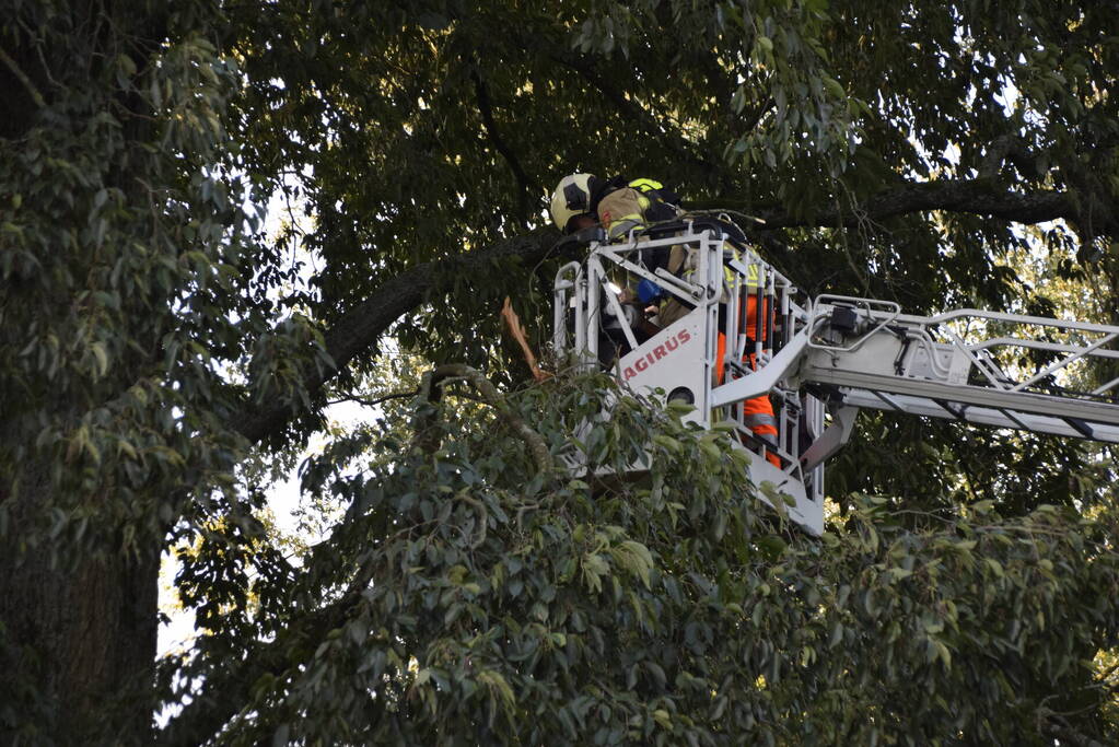 Tak van grote boom breekt af