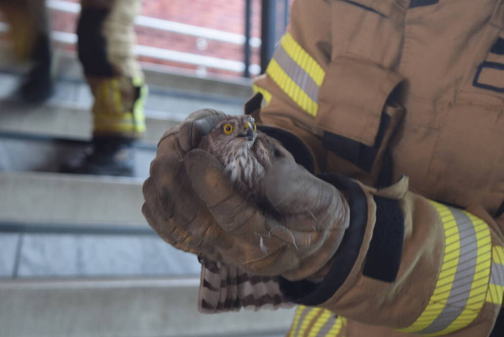 Brandweer vangt valk in station