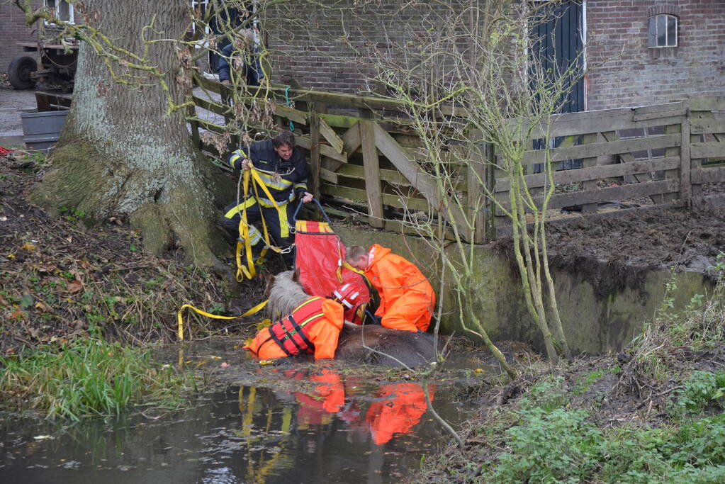 Paard uit het water gered met kraan