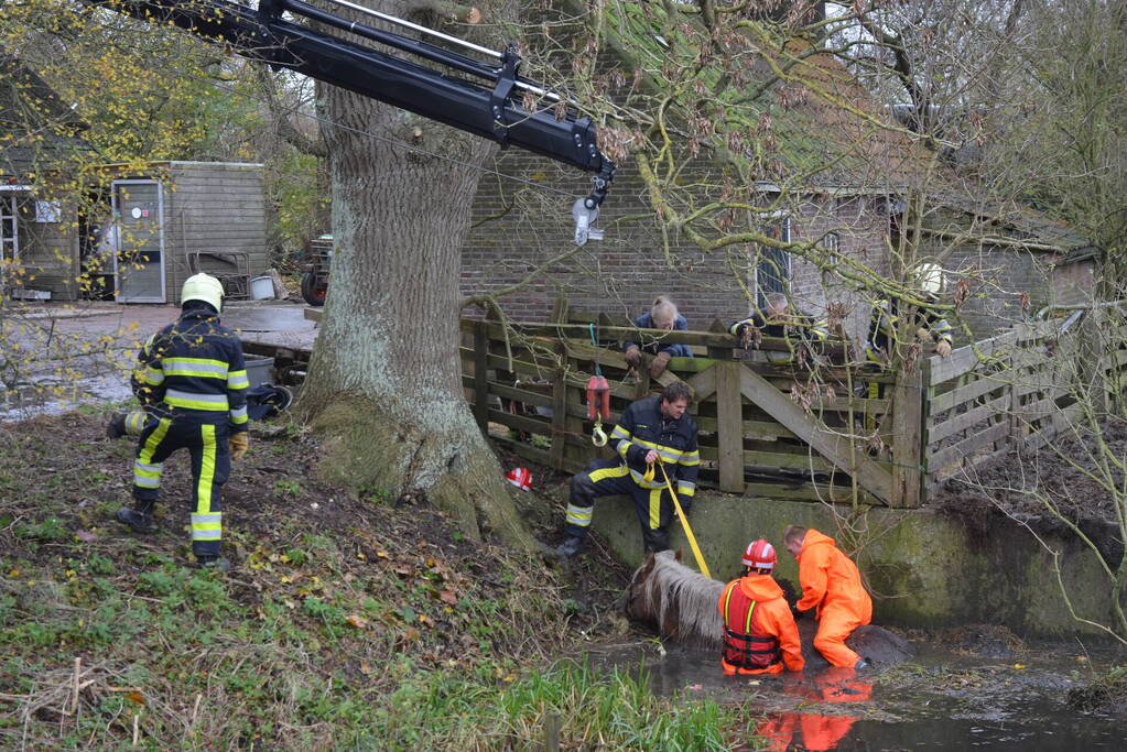 Paard uit het water gered met kraan
