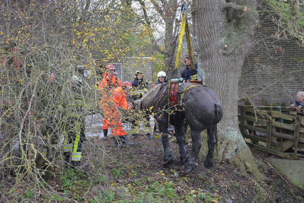 Paard uit het water gered met kraan