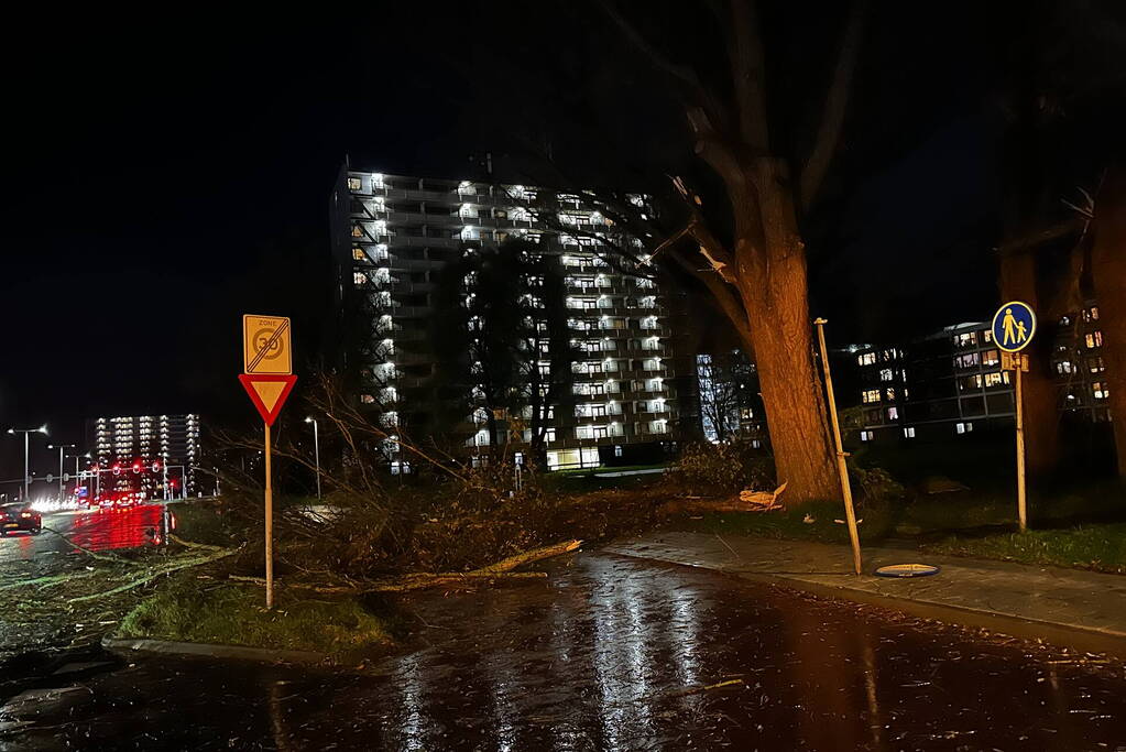 Grote tak breekt uit boom