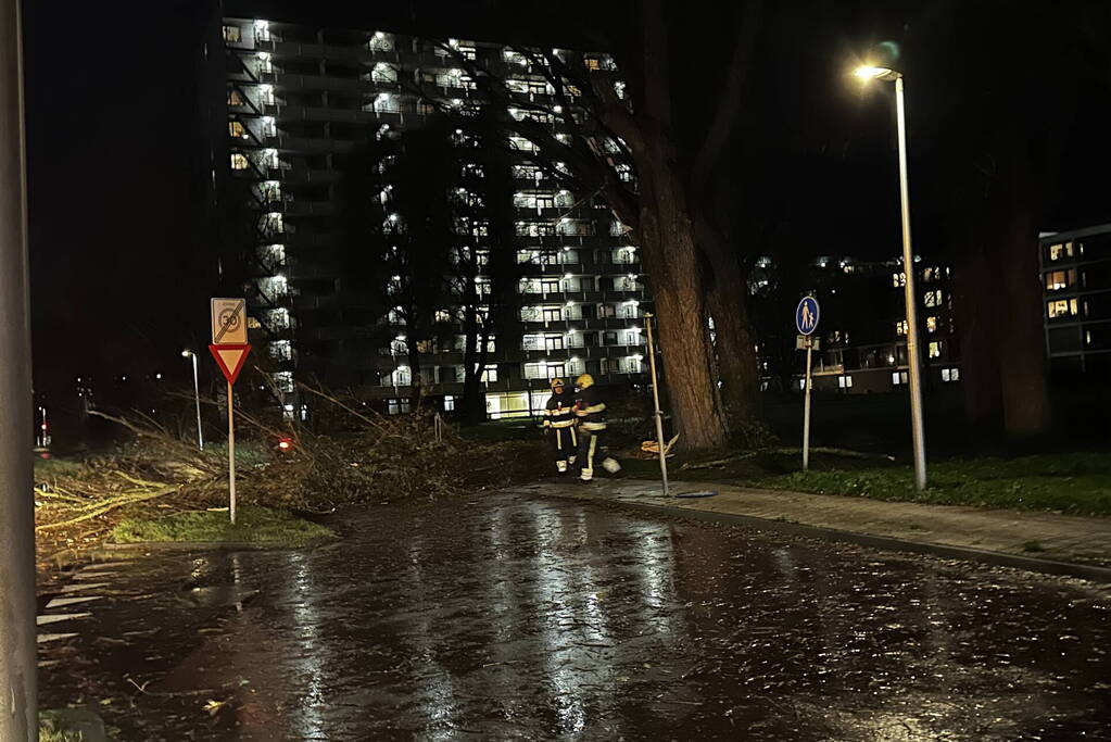 Grote tak breekt uit boom