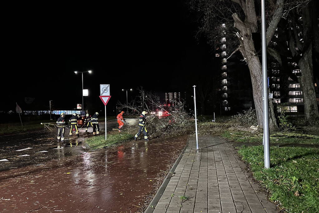 Grote tak breekt uit boom