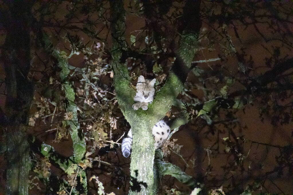 Brandweer ingezet voor vermiste serval