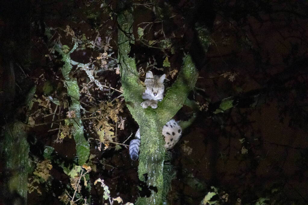 Brandweer ingezet voor vermiste serval