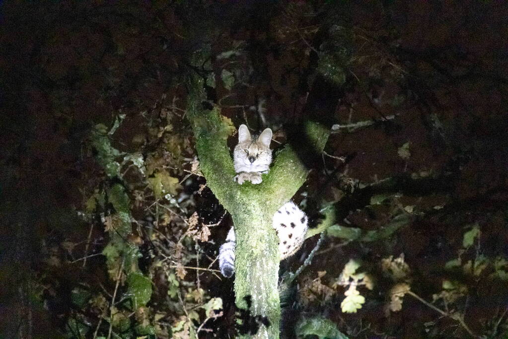 Brandweer ingezet voor vermiste serval