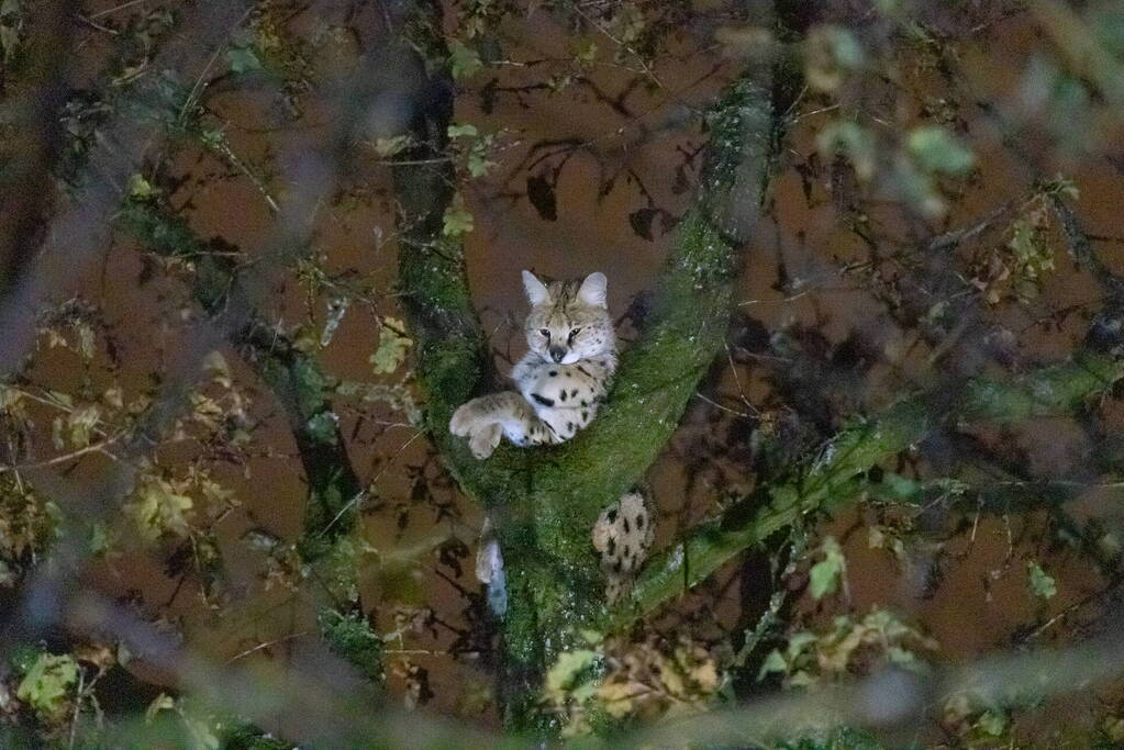 Brandweer ingezet voor vermiste serval
