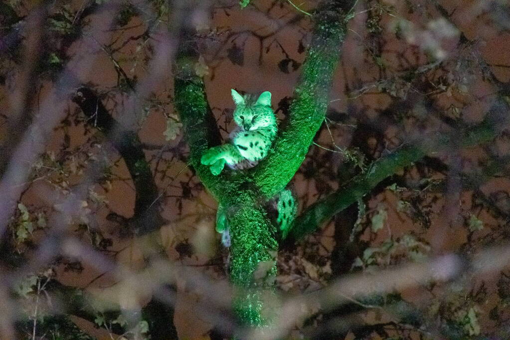 Brandweer ingezet voor vermiste serval