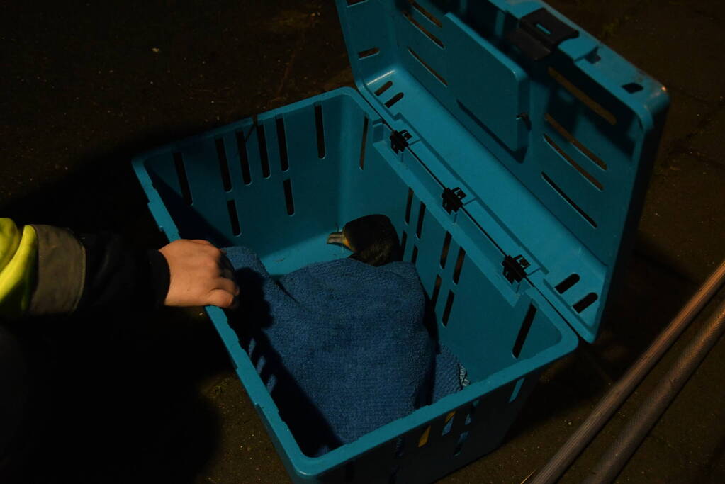 Aalscholver met klem om nek gered