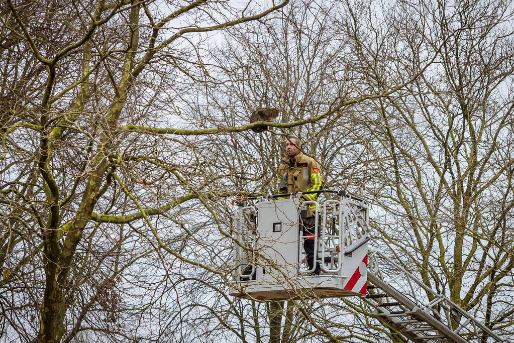 Kat springt uit hoge boom bij reddingsactie