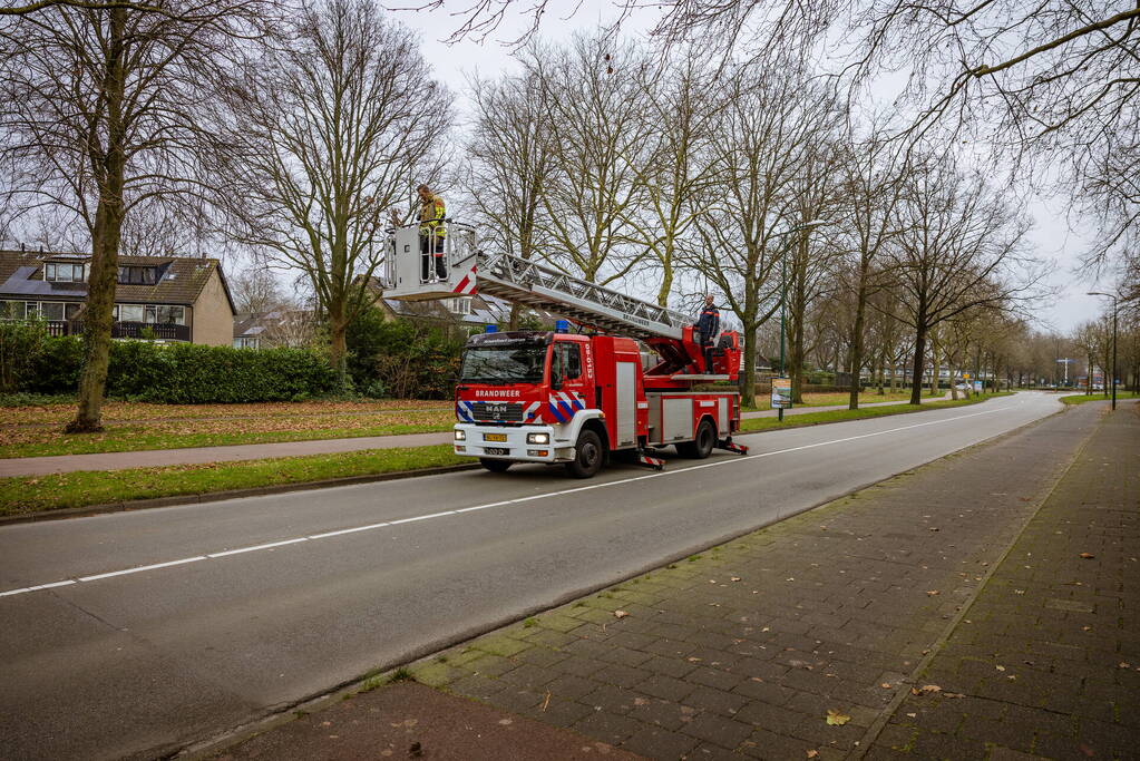 Kat springt uit hoge boom bij reddingsactie